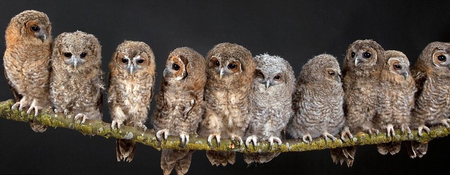 Defining competitors