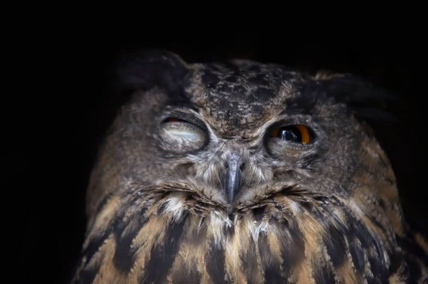 Owl is digesting all this info